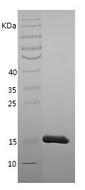    TNFA / Recombinant Human TNFA