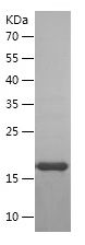 Recombinant Mouse TNFA