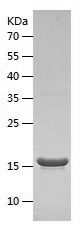 Recombinant Pig TNFA