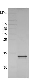 Recombinant Guinea Pig CCL2