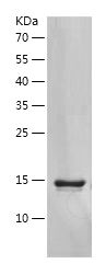    CCL2 / Recombinant Human CCL2