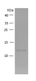 Recombinant Mouse CCL2