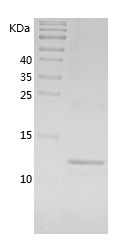 Recombinant Mouse CCL7