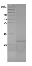 Recombinant Rat CXCL2