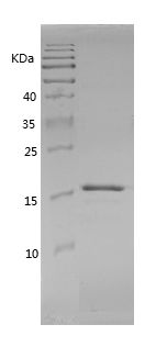    CXCL9 / Recombinant Human CXCL9