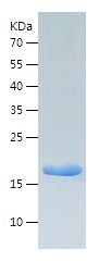 Recombinant Dog IL-1b