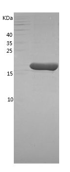 Recombinant Mouse IL-1b