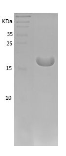 Recombinant Pig IL-1b