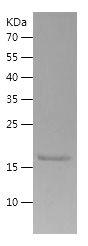 Recombinant Rat IL-1b