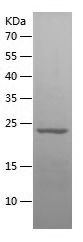 Recombinant Chicken IL-6