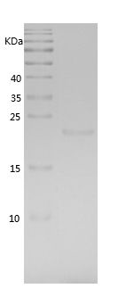 Recombinant Pig IL-6