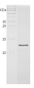 Recombinant Chicken IL-8