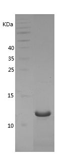 Recombinant Dog IL-8