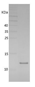 Recombinant Guinea Pig IL-8