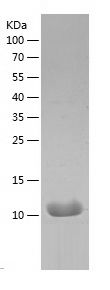    IL-8 / Recombinant Human IL-8