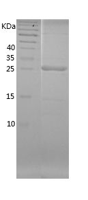 Recombinant Chicken GH