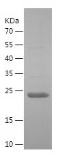    GH / Recombinant Human GH