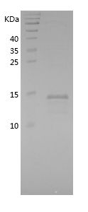 Recombinant Bovine CST3