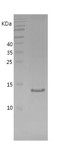 Recombinant Mouse CST3