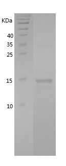 Recombinant Rat CST3