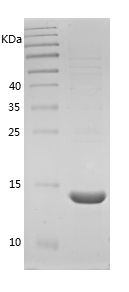 Recombinant Dog Leptin