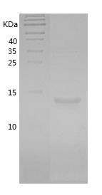 Recombinant Pig Leptin