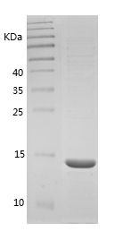 Recombinant Rat Leptin