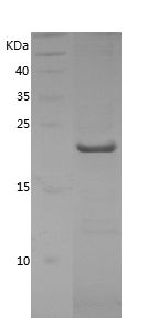    CYPB / Recombinant Human CYPB