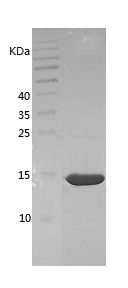    Galectin / Recombinant Human Galectin