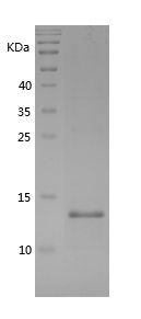    TGFB1 / Recombinant Human TGFB1