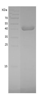    MAPK11 / Recombinant Human MAPK11