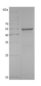    TRAF3 / Recombinant Human TRAF3