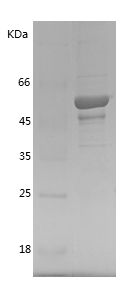    TOLLIP / Recombinant Human TOLLIP