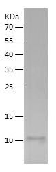    CXCL1 / Recombinant Human CXCL1