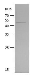    RASK / Recombinant Human RASK