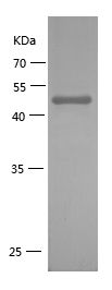    Pellino / Recombinant Human Pellino