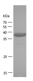    SUMO / Recombinant Human SUMO