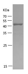    RNF11 / Recombinant Human RNF11