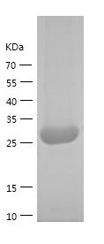    ECS / Recombinant Human ECS