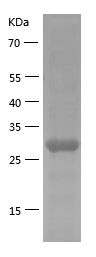    GRB2 / Recombinant Human GRB2