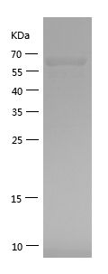    HSP60 / Recombinant Human HSP60