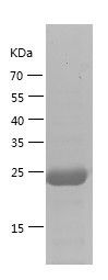    LUBAC / Recombinant Human LUBAC