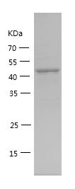    COX4I1 / Recombinant Human COX4I1