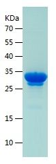    MEK1 / Recombinant Human MEK1