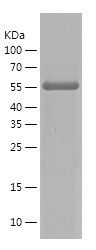    CRKIL / Recombinant Human CRKIL