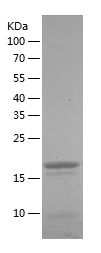    TRIF / Recombinant Human TRIF