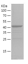    ELKS / Recombinant Human ELKS