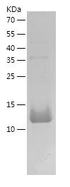 Recombinant Rabbit IL-8