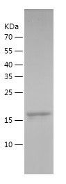 Recombinant Horse TNFA