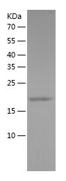 Recombinant Goat TNFA